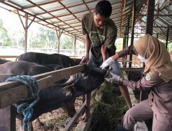 Jumlah Petugas Pemeriksa Lalu Lintas Hewan di Polman Ditambah