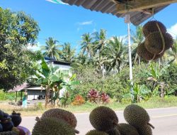 Harga Masih Mahal, Durian Menjamur di Pasangkayu