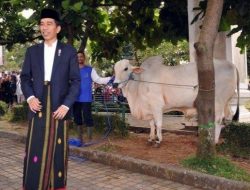 Sapi Kurban Jokowi di Mamuju Berbobot 1,27  Ton Seharga Rp 105 Juta