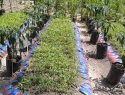 Warga Desa Padang Timur Sulap Pekarangan Jadi Kebun Sayur