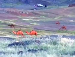 Fakta-Fakta di Balik Viralnya Pegunungan Makkah Arab Saudi Menghijau